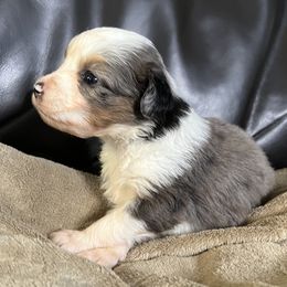 Adelya's Blue Merle Female 1 - Blue merle female Miniature Australian Shepherd puppy in Taunton, Massachusetts from Checkered Flag Champions Mini Aussies