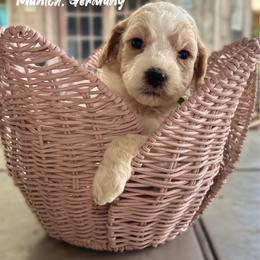Green Collar Female - aka Ireland - Parti female Goldendoodle puppy in Eunice, Louisiana from Maison De Pawz