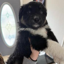 Baby Ruth - Black tri-color female Australian Shepherd puppy in Weeki Wachee, Florida from Ace of Spades Australian Shepherds