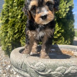 Assorted Doodle Crosses, Aussiedoodle, Bernedoodle, and Poodle Puppies from Pear Tree Prairie Doodles