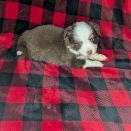 Penelope - Red tri female Toy Australian Shepherd puppy in Lakeland, Florida from Under the Oak Aussies