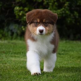 Affenpinschers and Australian Shepherds from Limelite