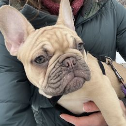 Jewel - Tricolors French Bulldog puppy in Crystal Lake, Illinois from Breyer’s French Bulldogs