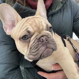 Jewel - Tricolors French Bulldog puppy in Crystal Lake, Illinois from Breyer’s French Bulldogs