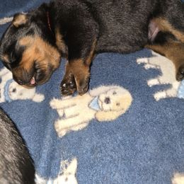 Boy 2 - Black and mahogany male Rottweiler puppy in Live Oak, Florida from K&R RANCH KENNELS
