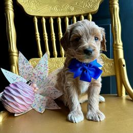 Phoenix - Apricot male Goldendoodle puppy in Adolphus, Kentucky from Deerly Poodles