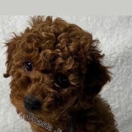 Poodle Puppies from Coasta J’s Toy Poodles