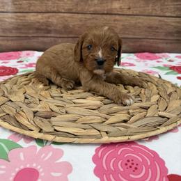 Male 4 - Red male Cavapoo puppy in Beresford, South Dakota from DAKOTA DOOD RANCH
