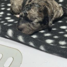 Pixie - Blue merle female Bernedoodle puppy in Petersburg, Michigan from Brittany’s Mini Bernedoodles
