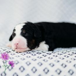 Cosmo - Tri-color Bernedoodle puppy in Grants Pass, Oregon from Royal Empire Bernedoodles