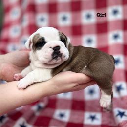 Bulldog Puppies from Sweet Rolls