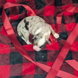 Cherub - Blue merle female Toy Australian Shepherd puppy in Lakeland, Florida from Under the Oak Aussies