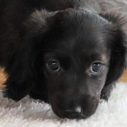 Dachshund Puppies from Chadwick Farms Mini Dachshunds