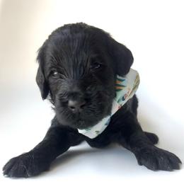 Gnome - Black male Goldendoodle puppy in Mount Pleasant, Tennessee from Doodle My Heart