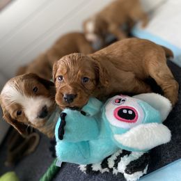 English Cocker Spaniel Puppies from McCoy's English Spaniels