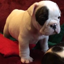 French Bulldog Puppies from Monarchy's Finest French Bulldogs