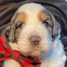 Red boy - Merle male Bernedoodle puppy in Trussville, Alabama from Cahaba Farms Doodle, Co.
