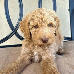 Alder - Apricot male Poodle puppy in Tucson, Arizona from Desert Doodles + Poodles