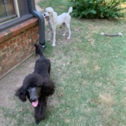 Poodles from Wright Standards