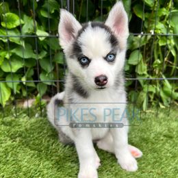 Peach - Silver and white female Pomsky puppy in Littleton, Colorado from Pikes Peak Pomskies