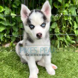 Peach - Silver and white female Pomsky puppy in Littleton, Colorado from Pikes Peak Pomskies