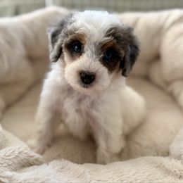 Raya - Merle female Bernedoodle puppy in Natural Bridge, Virginia from Padgetts Hill Puppies