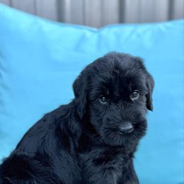 Salsa - Black and tan female Giant Schnauzer puppy in Collinsville, Mississippi from Hillside Kennels