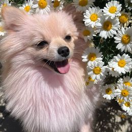 Snowy - Pomeranian