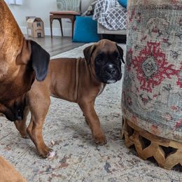 Girl 1 - Boxer puppy from Vista Hill Boxers