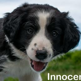 Innocent - female Sporty Mix puppy in Richland, Michigan from Seay's Sporty Mixes