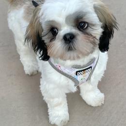 Shih Tzu Puppies from Willow Lane Shih Tzus
