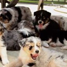Miniature Australian Shepherd Puppies from Bline's Awesome Aussies