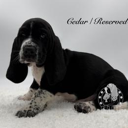 Cedar - Black and white male Basset Hound puppy in Dingess, West Virginia from Tuckers' Howling Hounds
