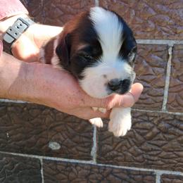 Rosemarry - Brown and white female Saint Bernard puppy in Kinsman, Ohio from Coleman Saint Bernards of Ohio