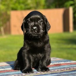 Dumpling - Labrador Retriever