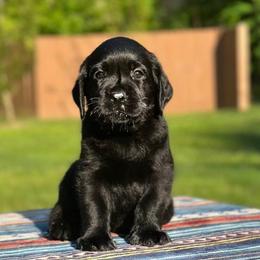 Dumpling - Labrador Retriever