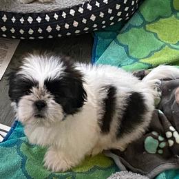 Snuggles - Tricolor male Shih Tzu puppy in Riverhead, New York from Eastern Long Island Shih Tzu