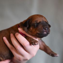 Miss Wine - Rhodesian Ridgeback puppy from Rhoxwood Kennel