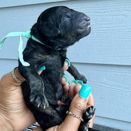 H - Sable female Goldendoodle puppy in Houston, Texas from Were The Mack'Doodles Mack’Poodles
