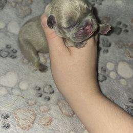 French Bulldog and Miniature Schnauzer Puppies from Olivia's Miniature Schnauzer's and French Bulldogs