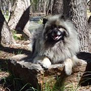Keeshond All Grown Up from Pam Skinner's Keeshonds