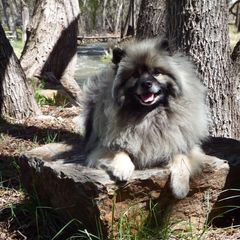 Keeshond All Grown Up from Pam Skinner's Keeshonds