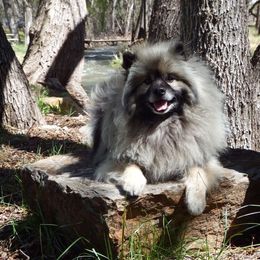 Keeshond All Grown Up from Pam Skinner's Keeshonds