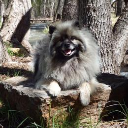 Keeshond All Grown Up from Pam Skinner's Keeshonds
