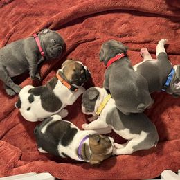 French Bulldog Puppies from Puget Sound Frenchies