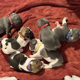 French Bulldog Puppies from Puget Sound Frenchies