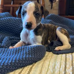 Crush - White and red brindle male Whippet puppy in Oneida, Tennessee from Saving Grace