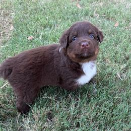 Milo - Red tri-color male Australian Shepherd puppy in Mount Vernon, Texas from RJ's Aussie Posse