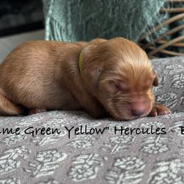 Hercules - Dark golden male Golden Retriever puppy in Weston, Missouri from Love is Golden