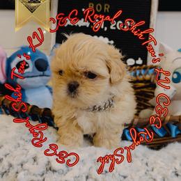 Chihuahua and Shih Tzu Puppies from C&E Royal Shih Tzu